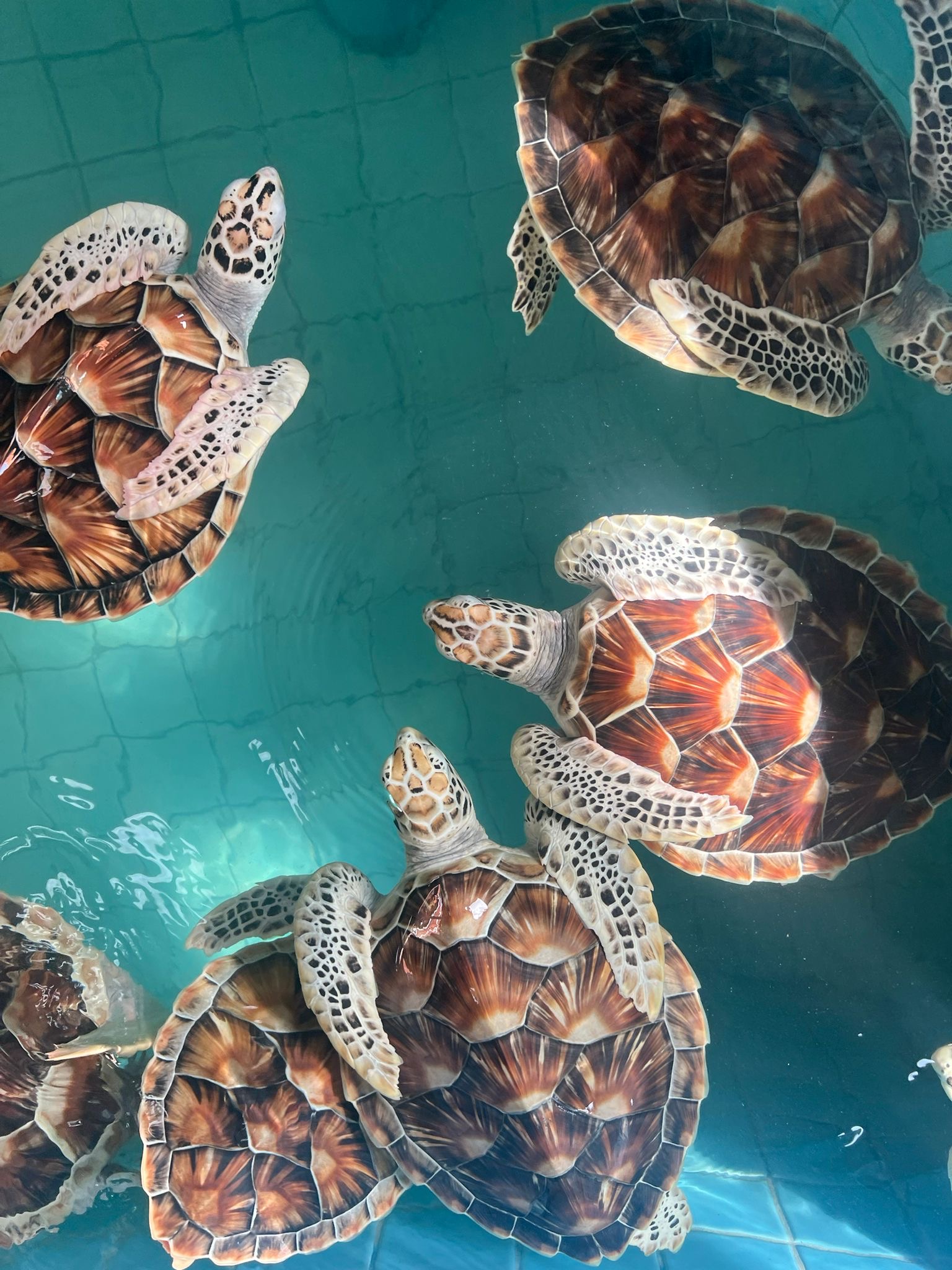 Turtles