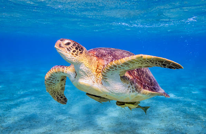 Turtle swimming