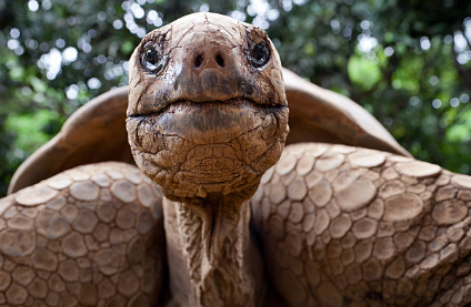 Turtles face