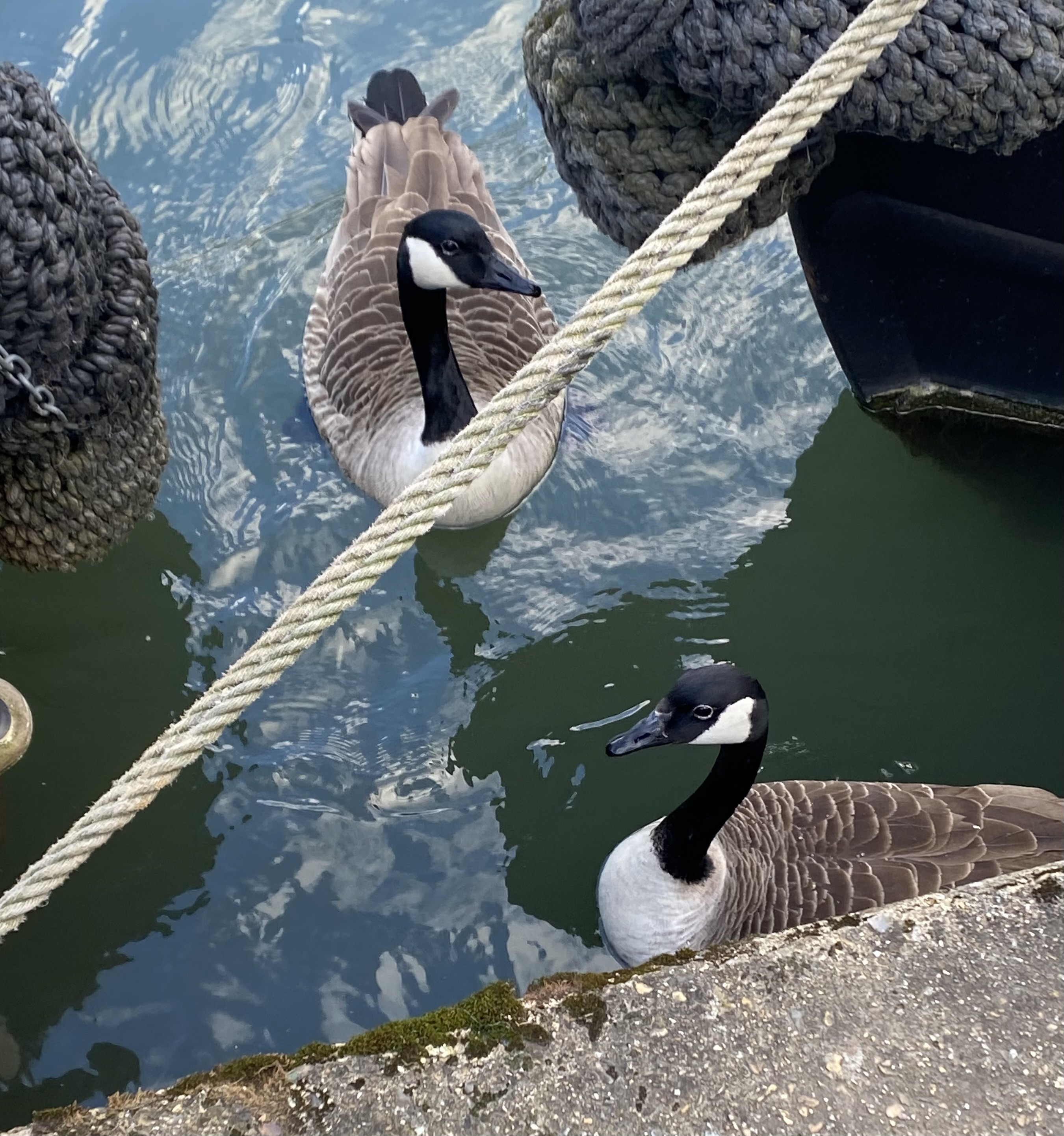 ducks