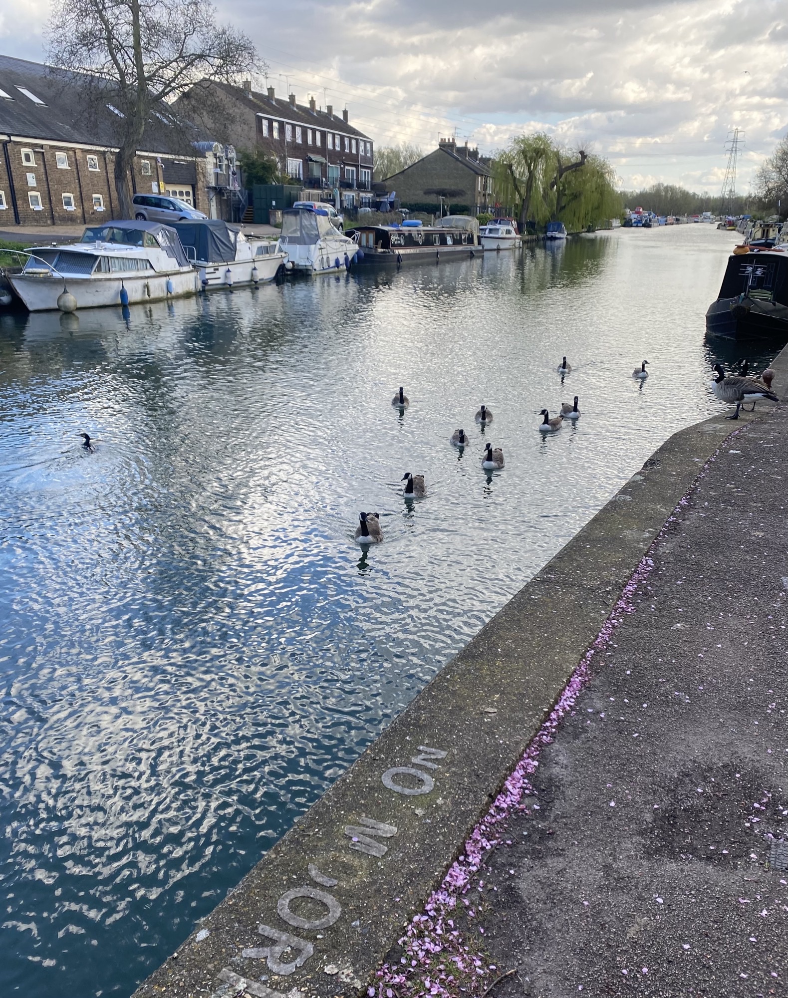 ducks swimming