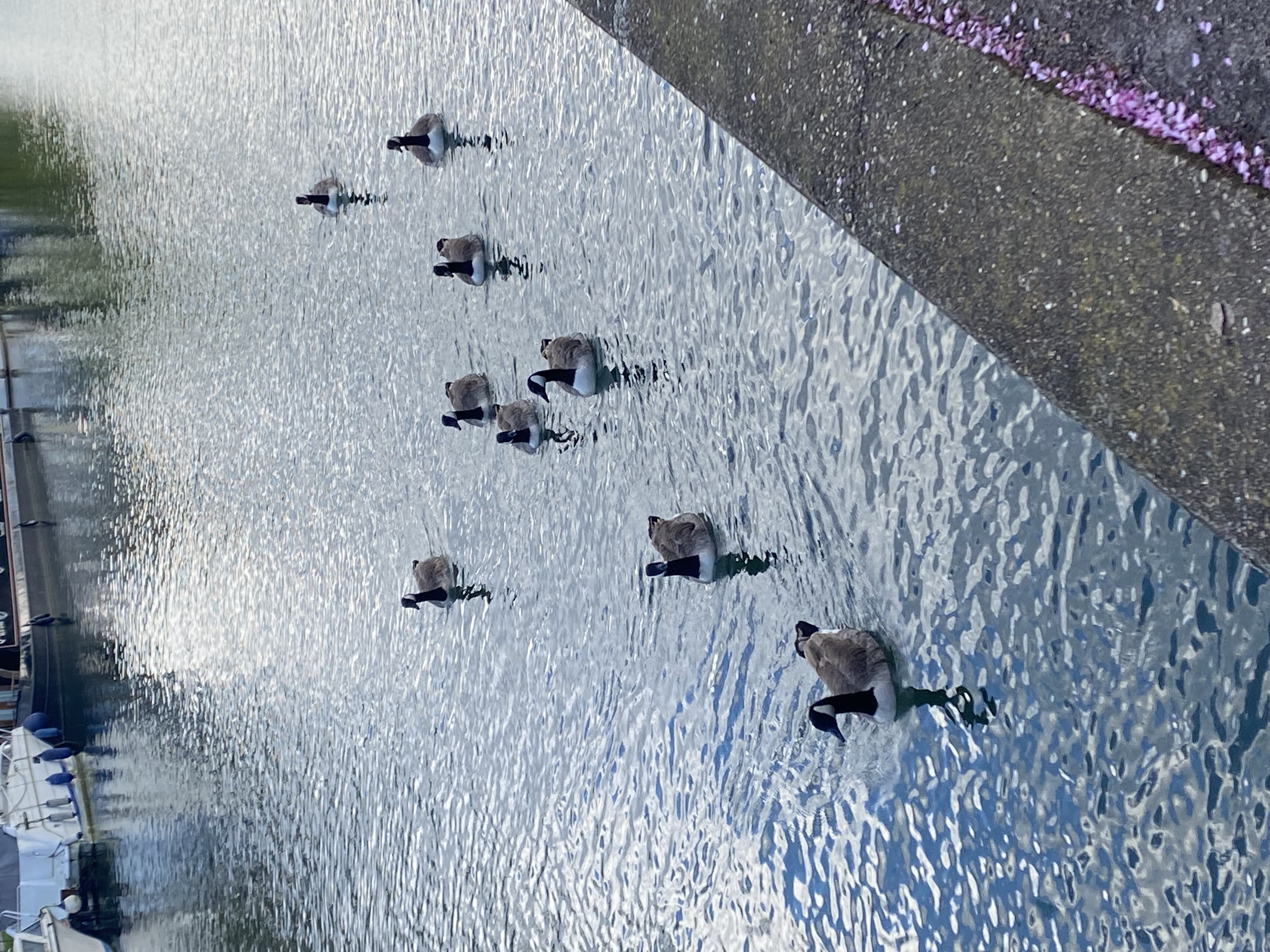 ducks