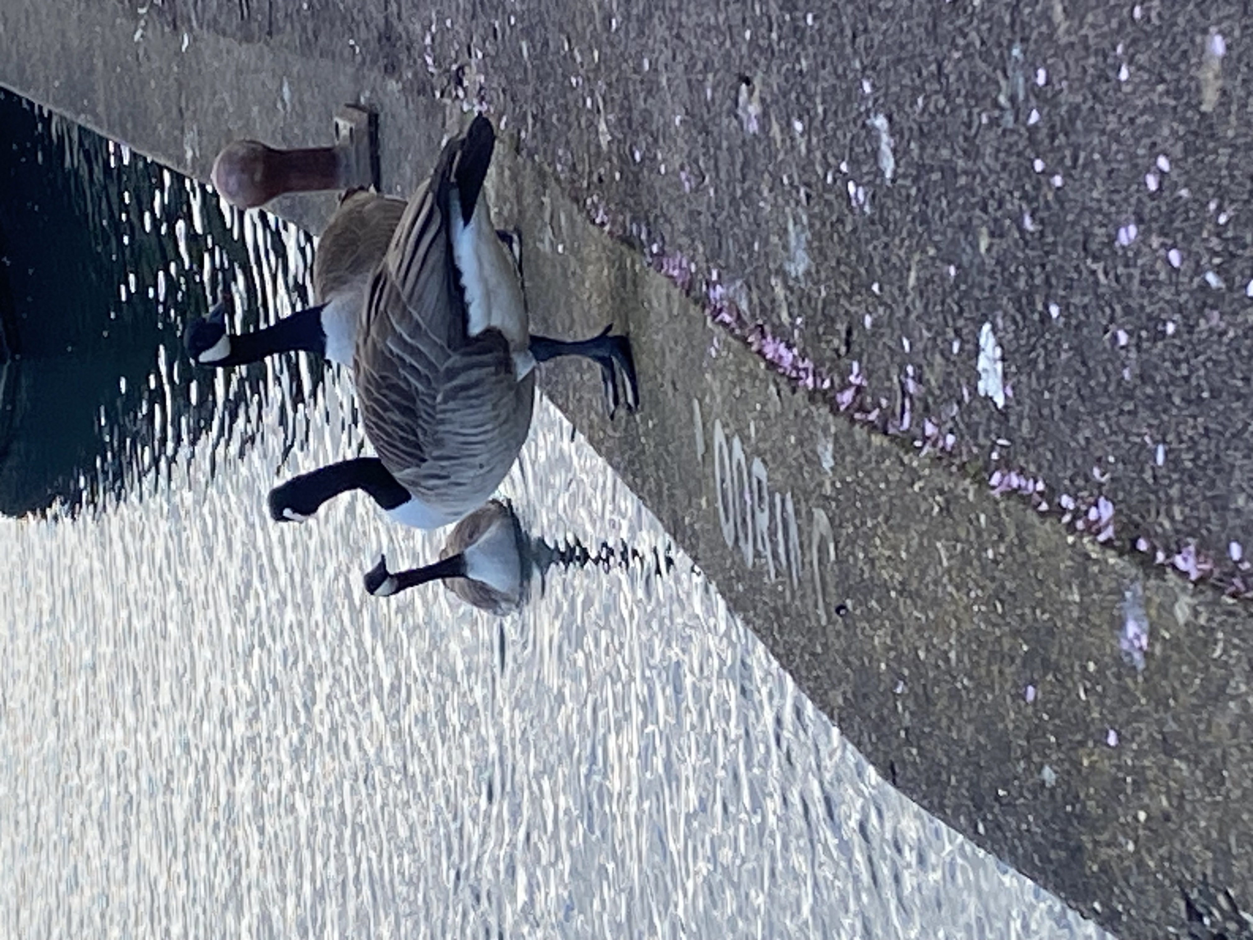 ducks
