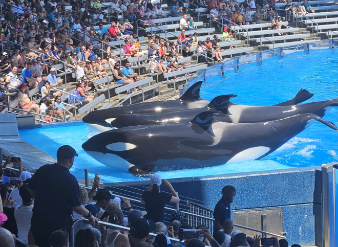 orcas