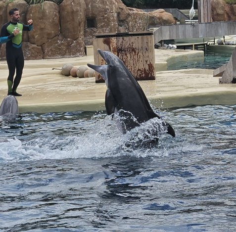 Dolphin