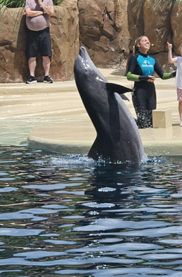 Dolphin