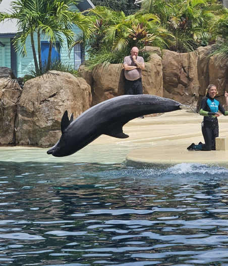 Dolphins jumping