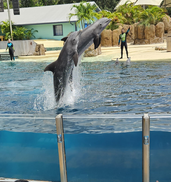 Dolphins jumping