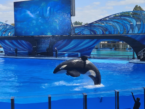 Orcas Jumping