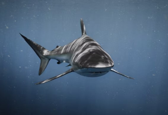 shark