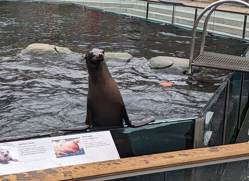 seal