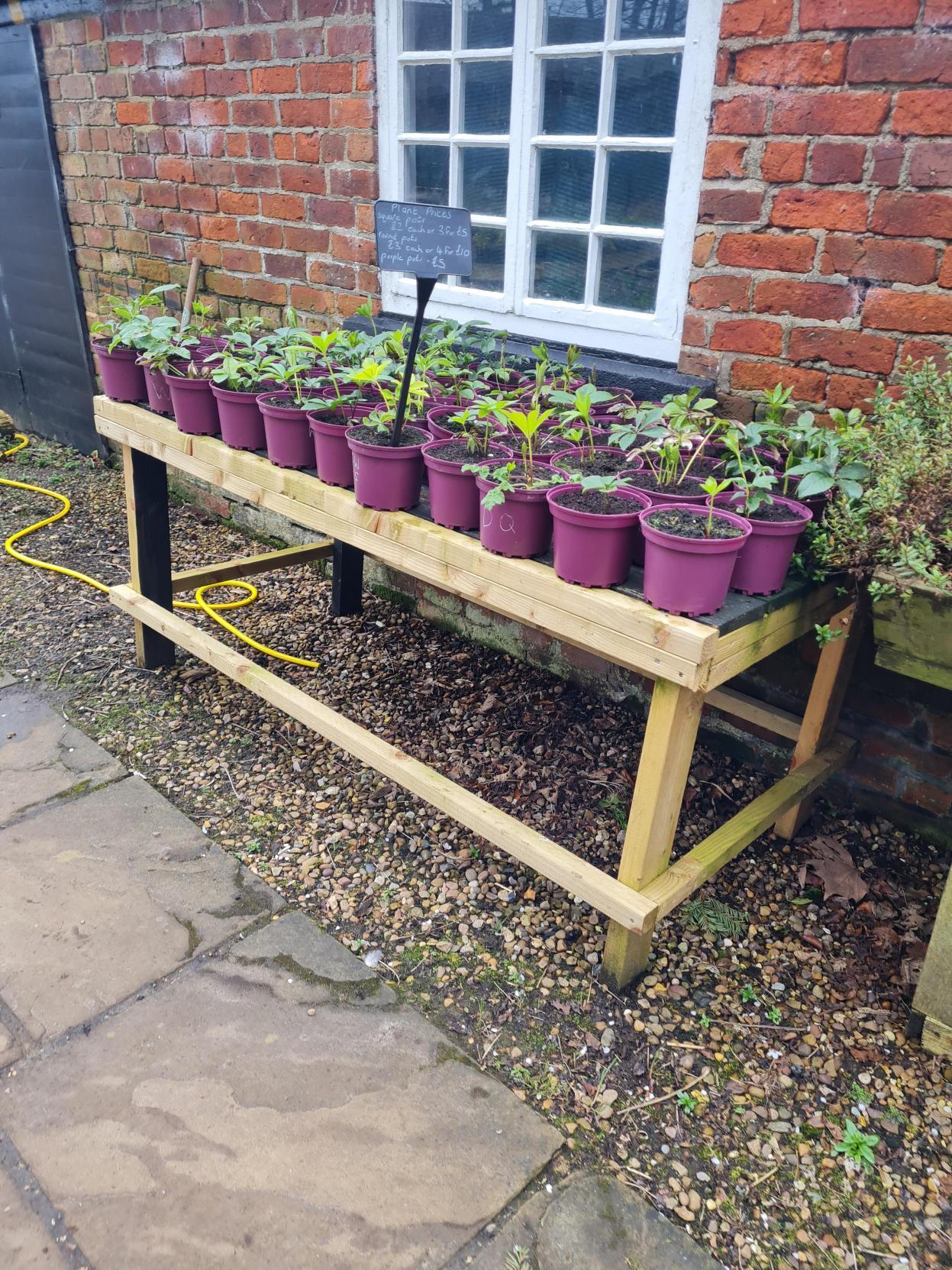plants