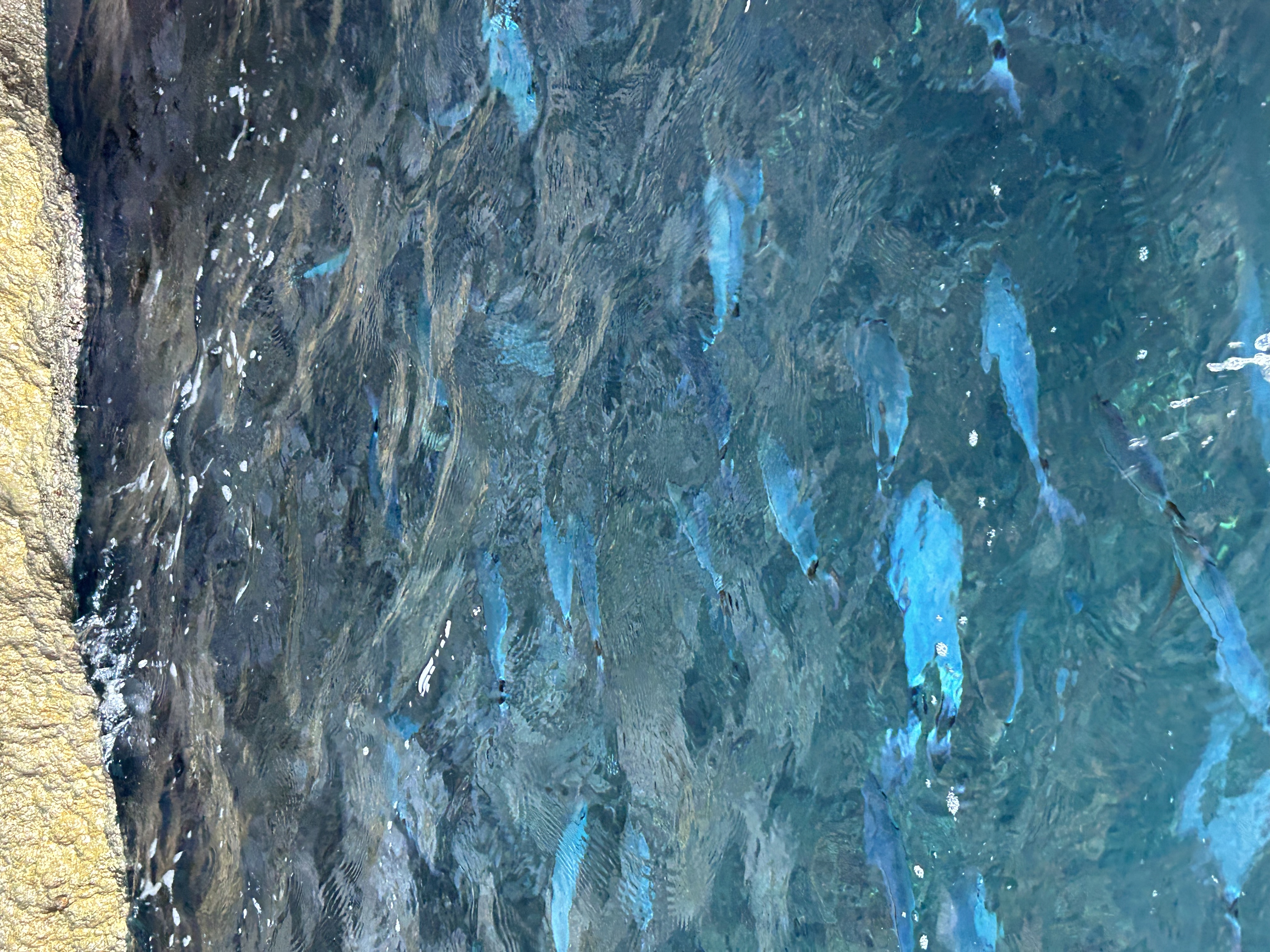 fish