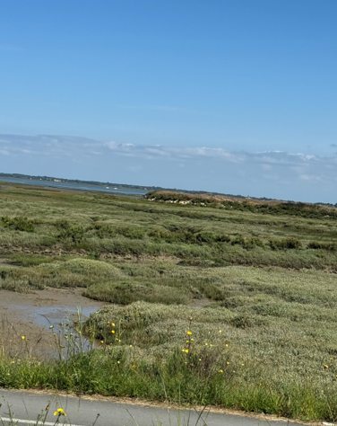 marsh