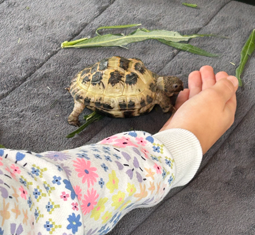 tortoise