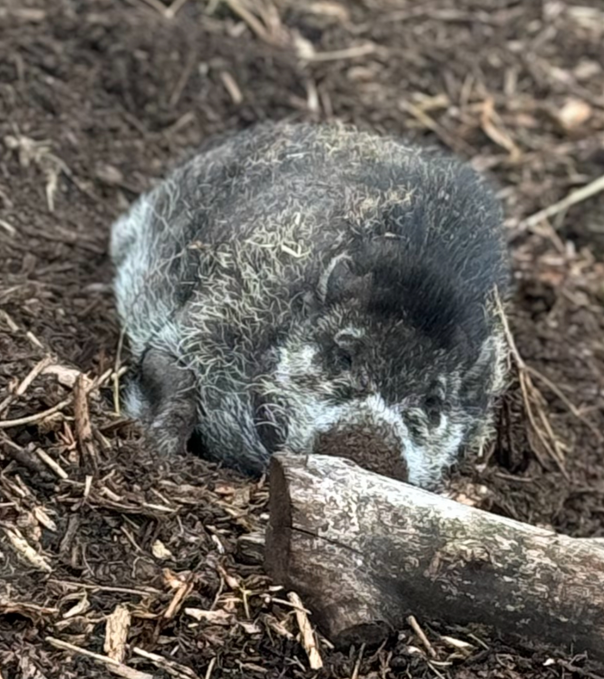 animal