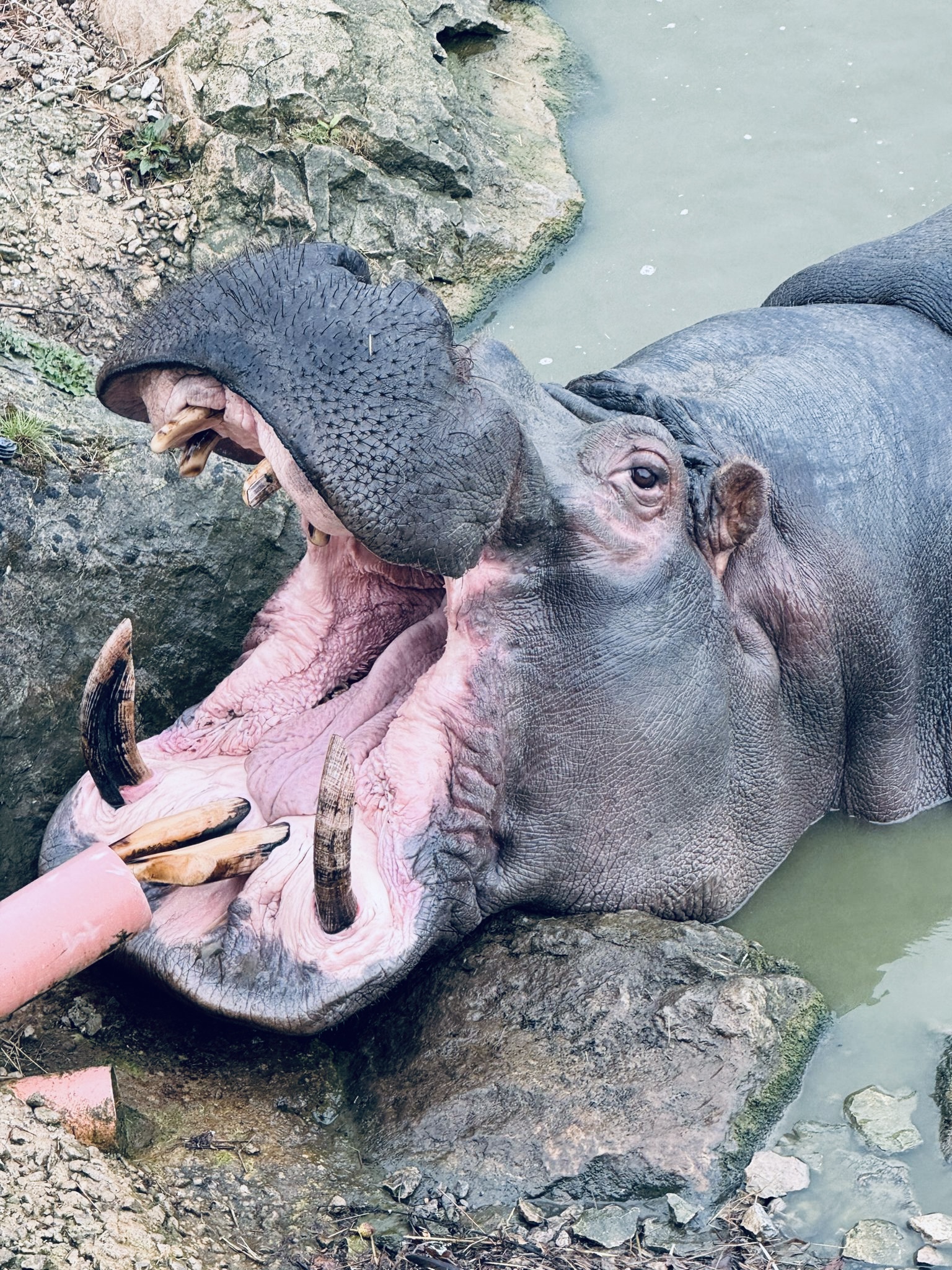 hippo