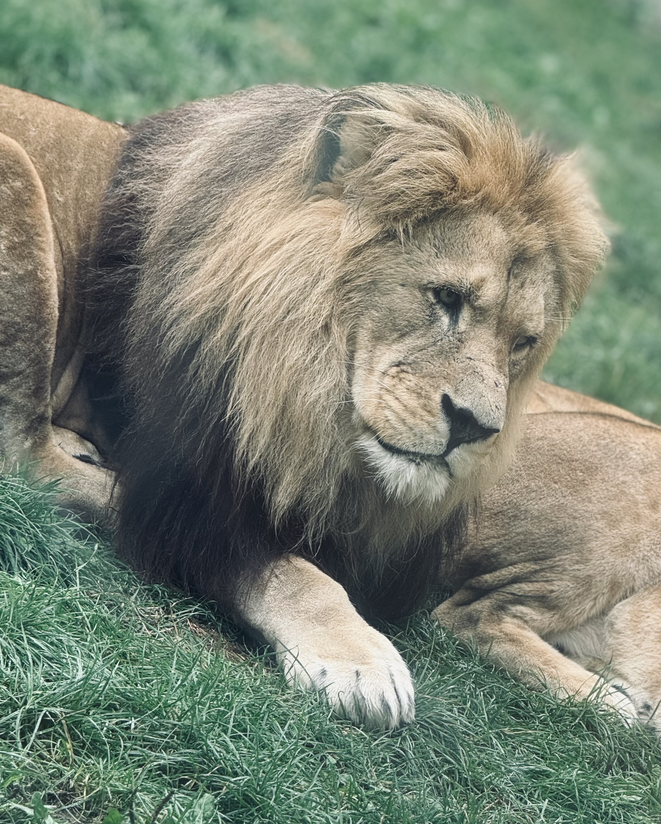 lion