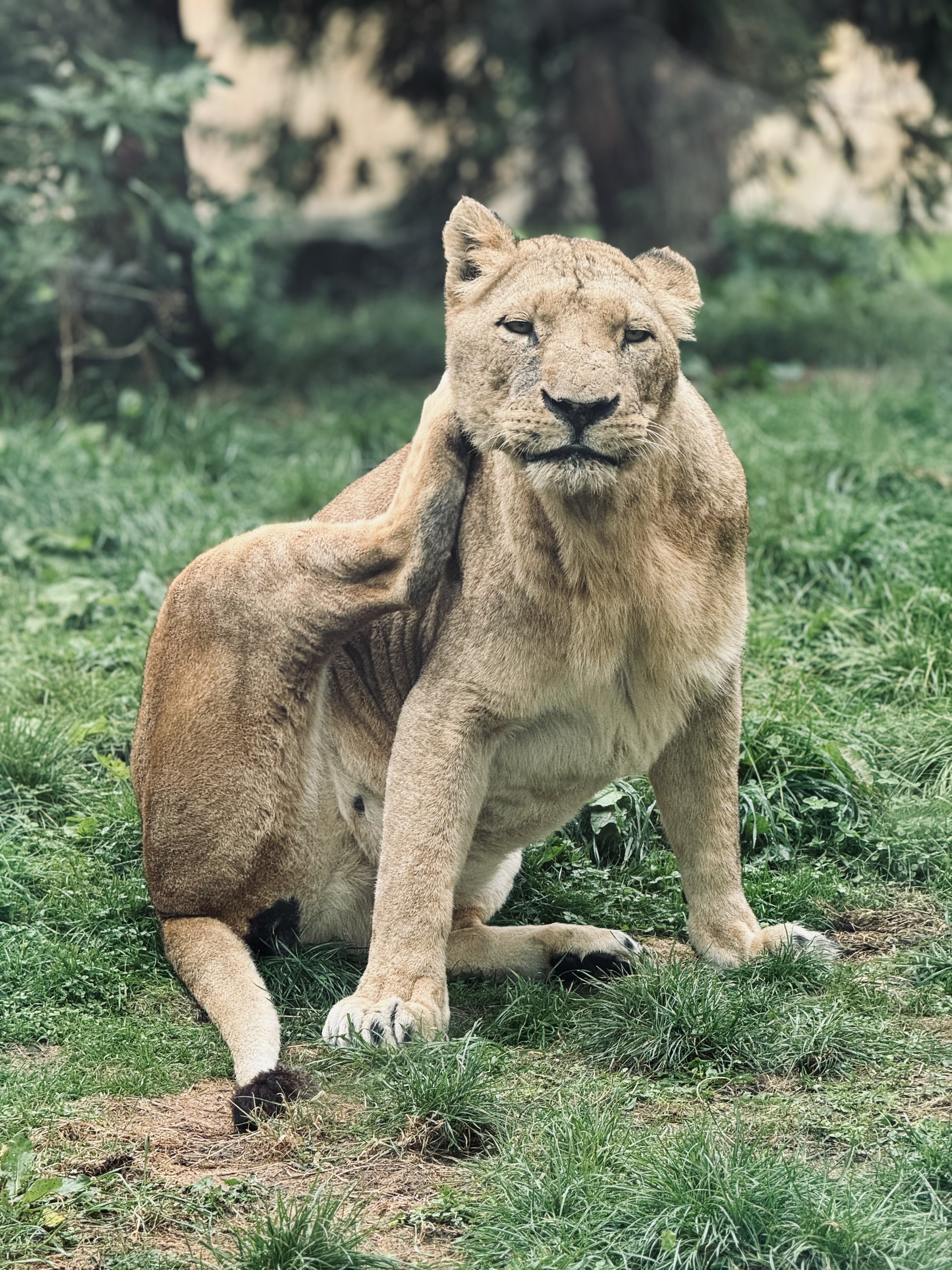 lioness