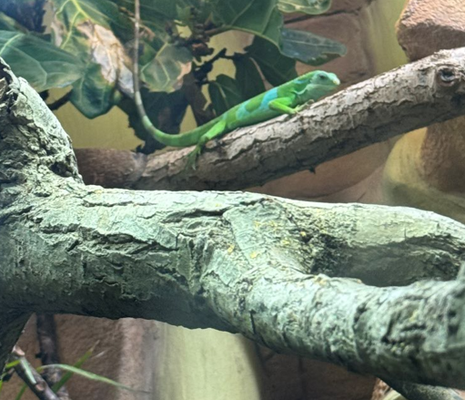 lizard