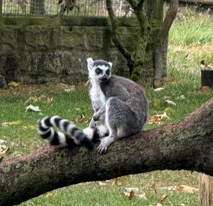 meerkat