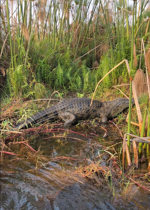 crocodile