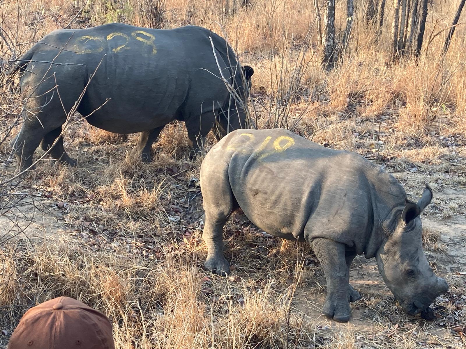 Rhinocerus