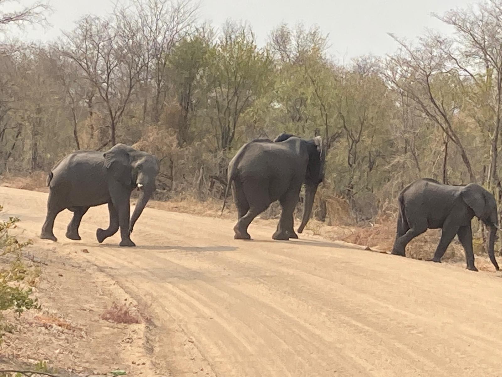 elephants