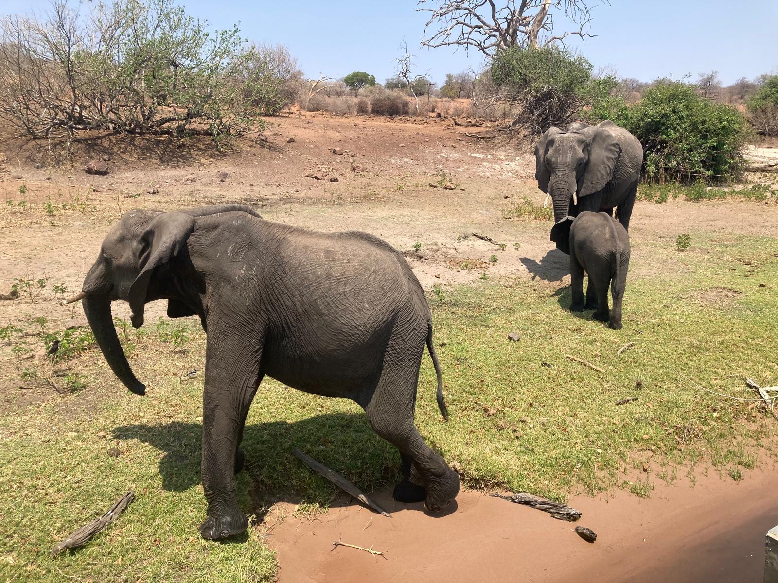 elephants
