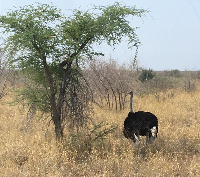 Ostrich