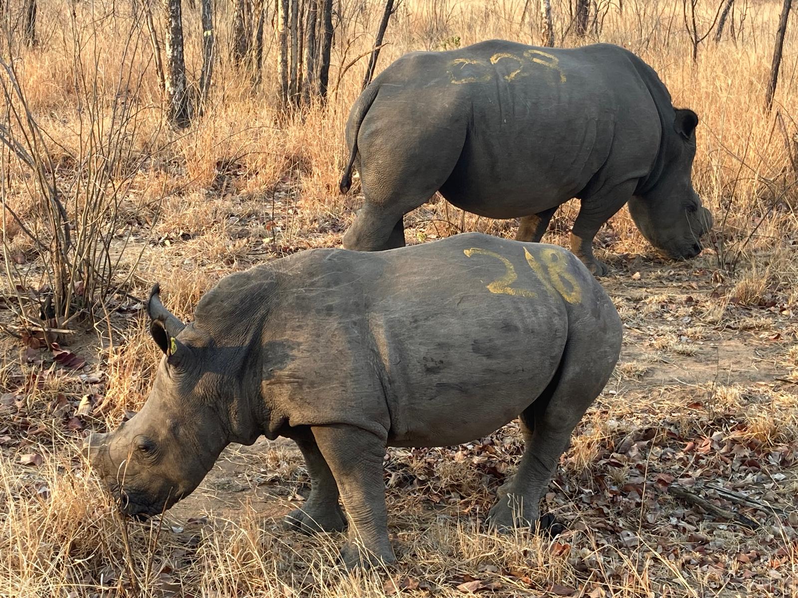 Rhino