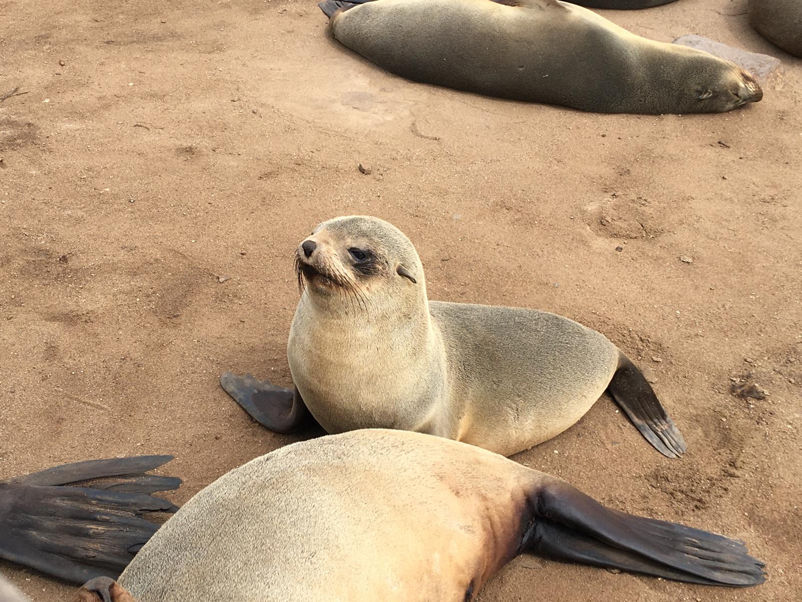 seal