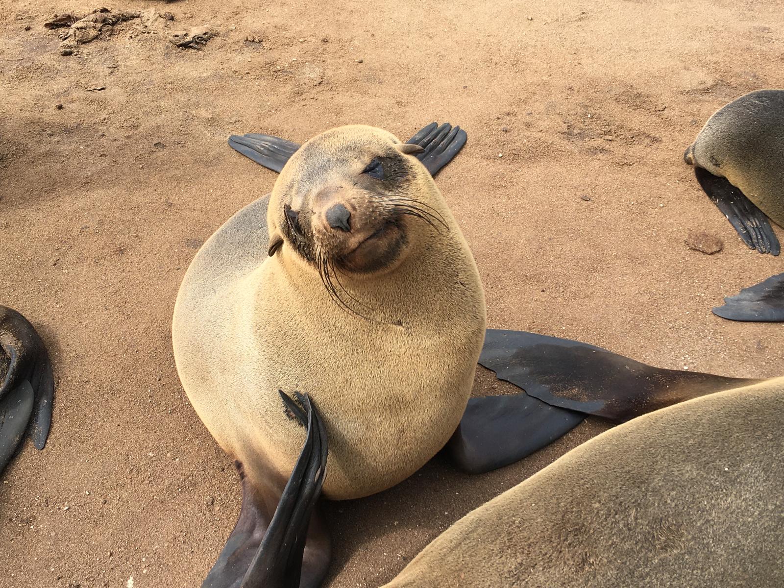 seal