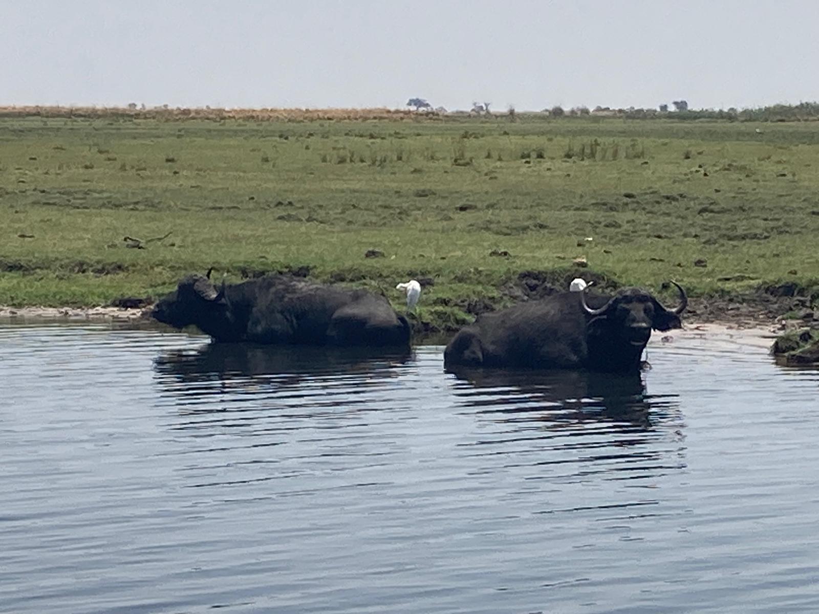 steer in water