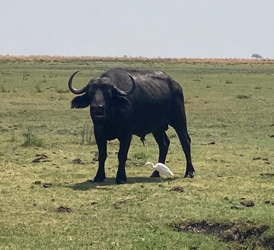 Steer
