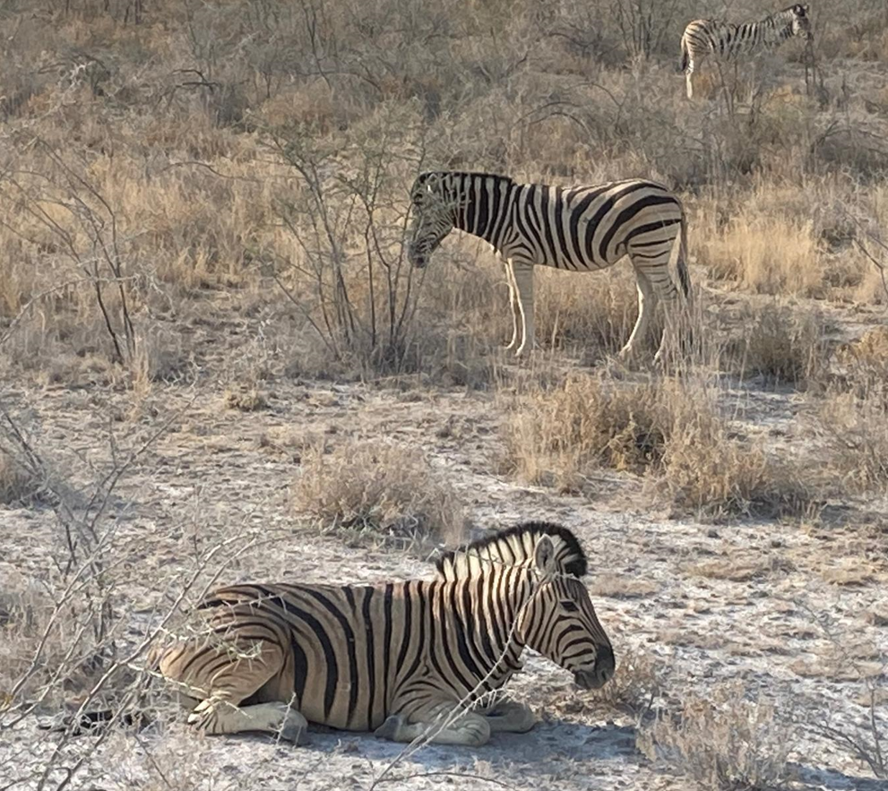 zebras