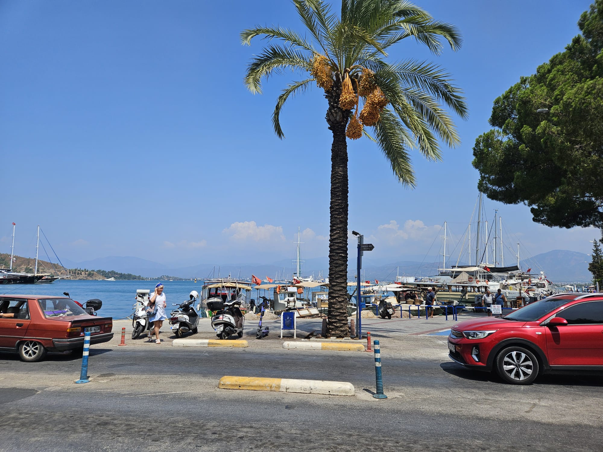 palm tree