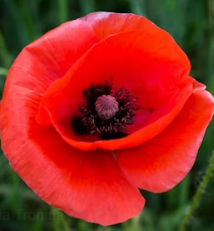 poppy