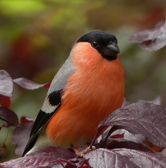 Bullfinch