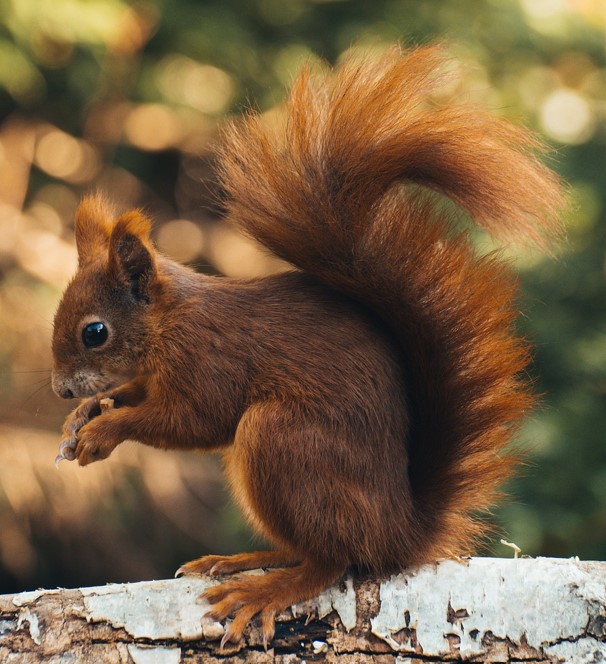squirrel