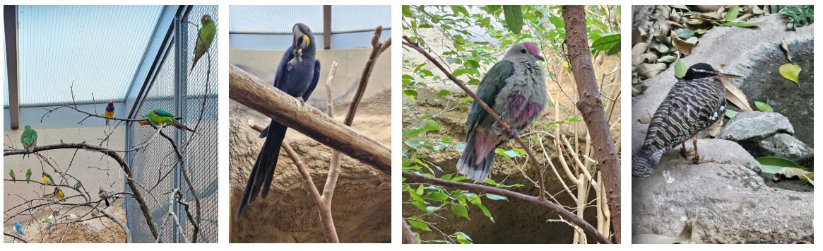 zoo