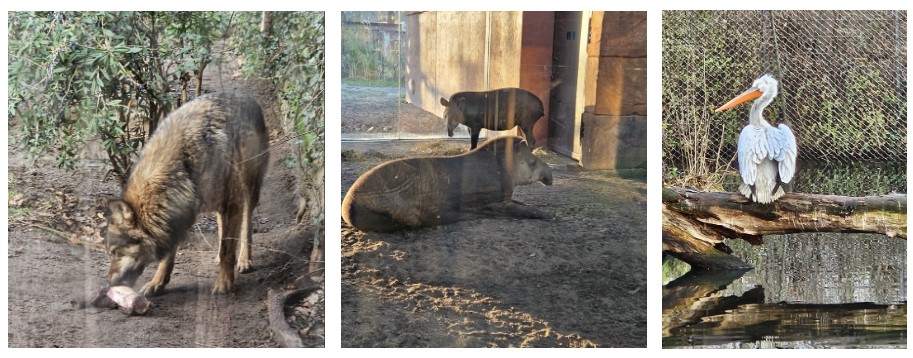 zoo