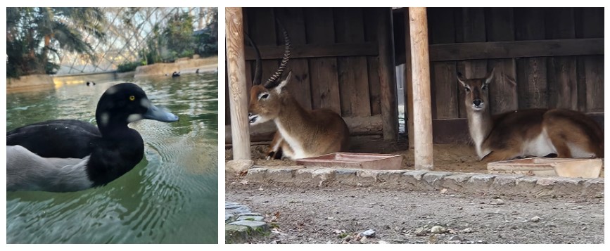 zoo