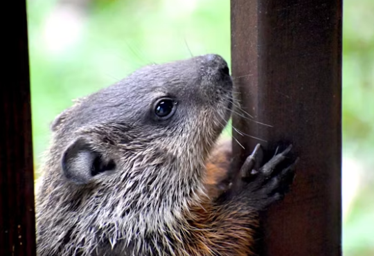groundhog 