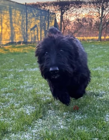 black dog