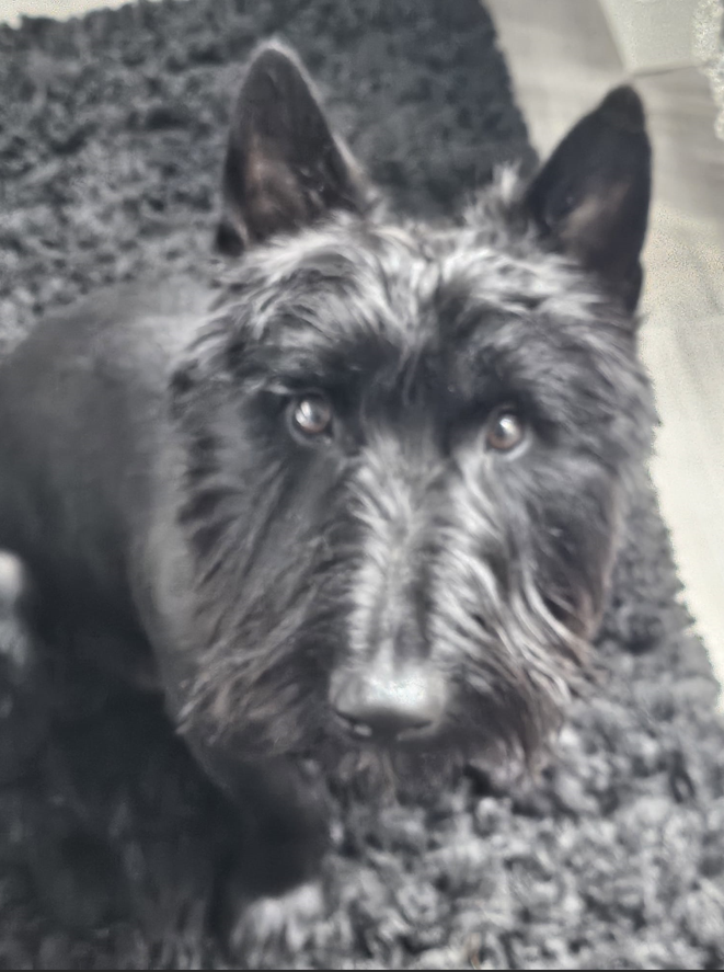 dog