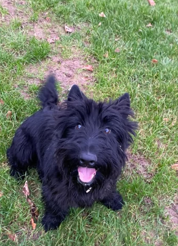 black dog