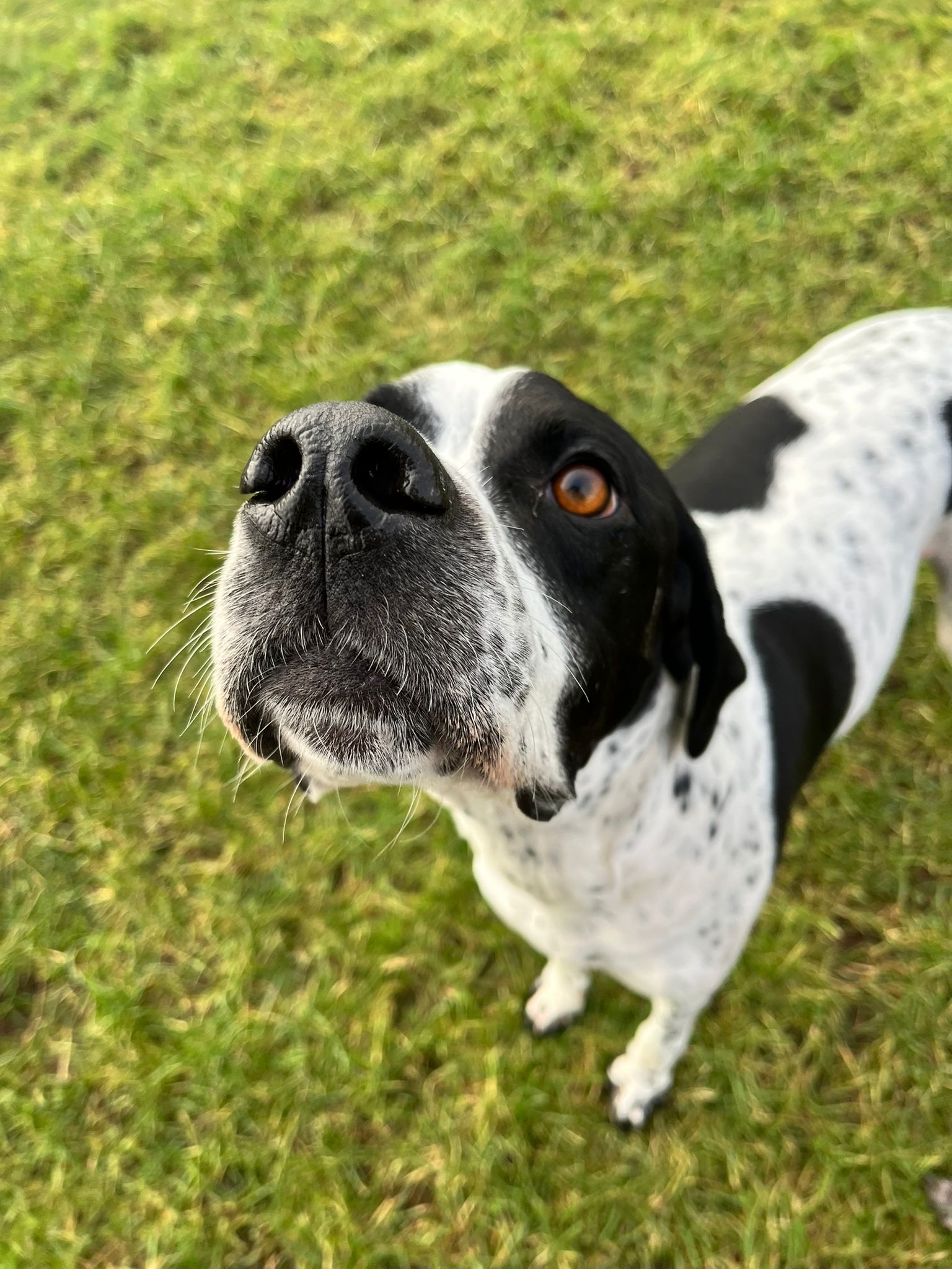dog