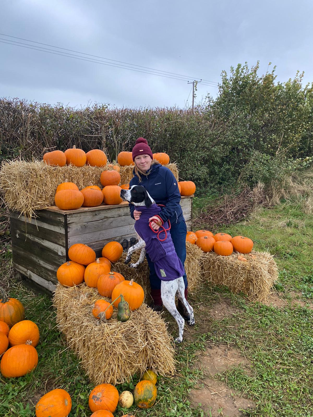 dog in pumpkin field