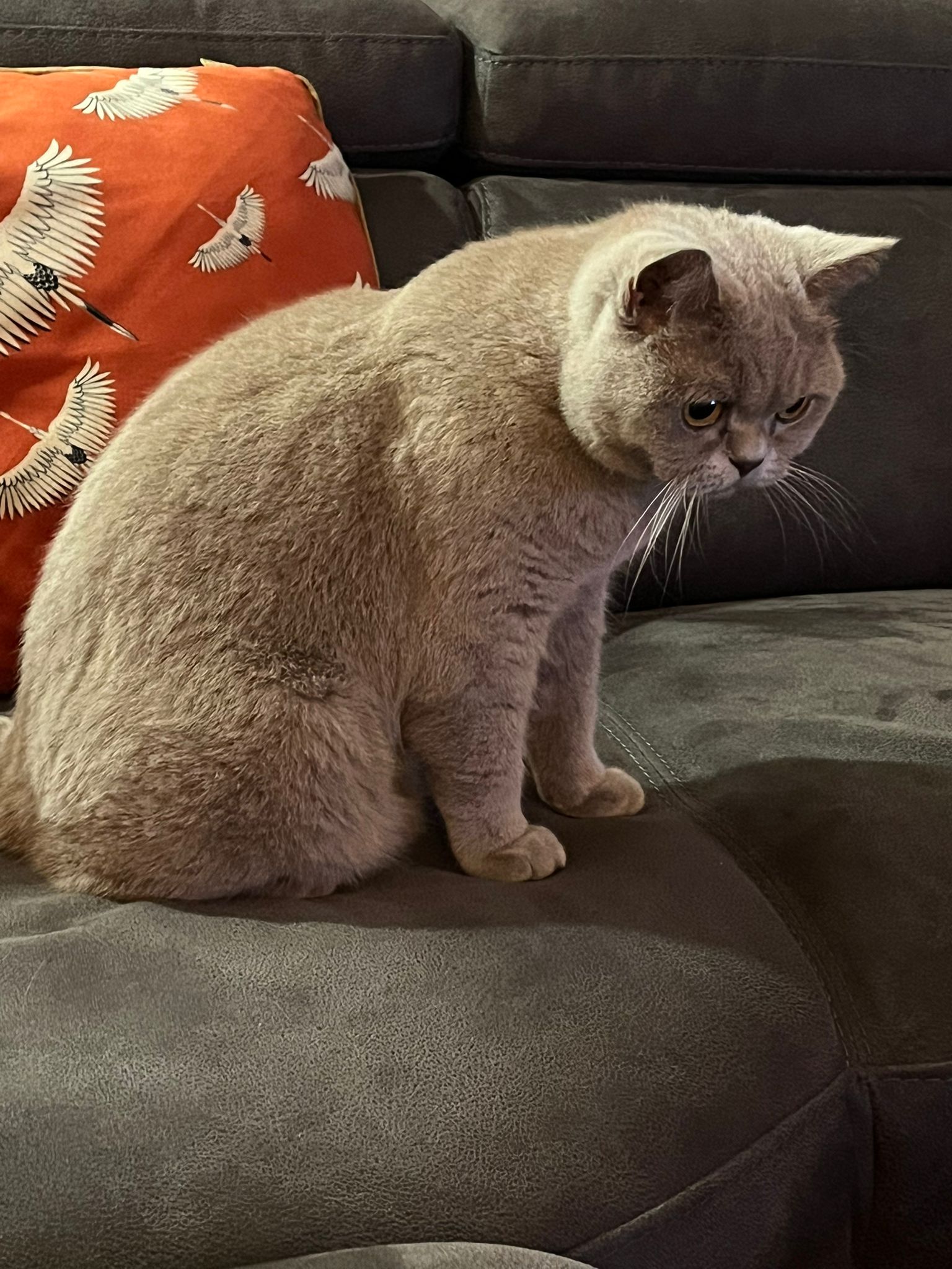 cat